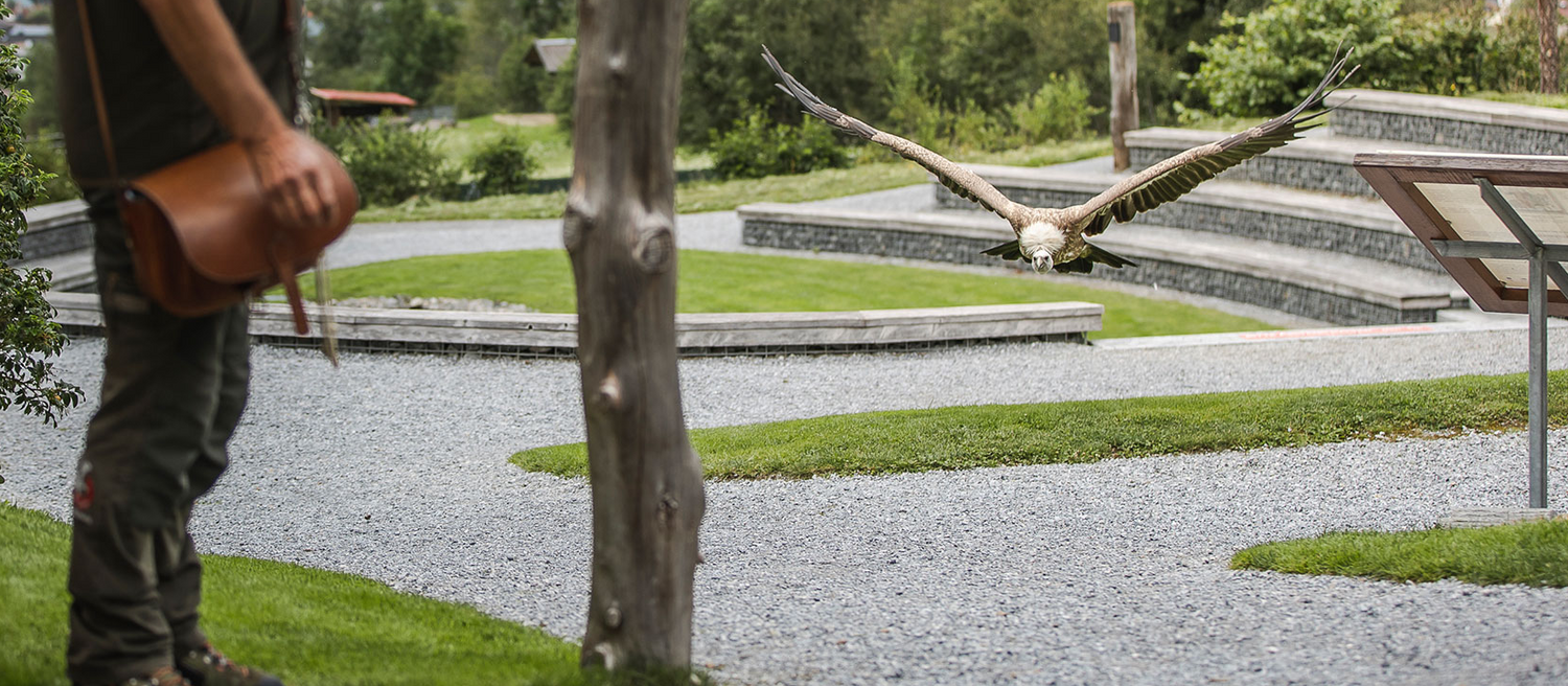 Greifvogelpark